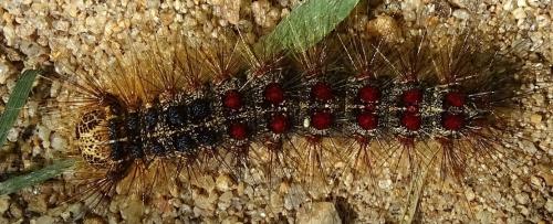 Lymantria dispar